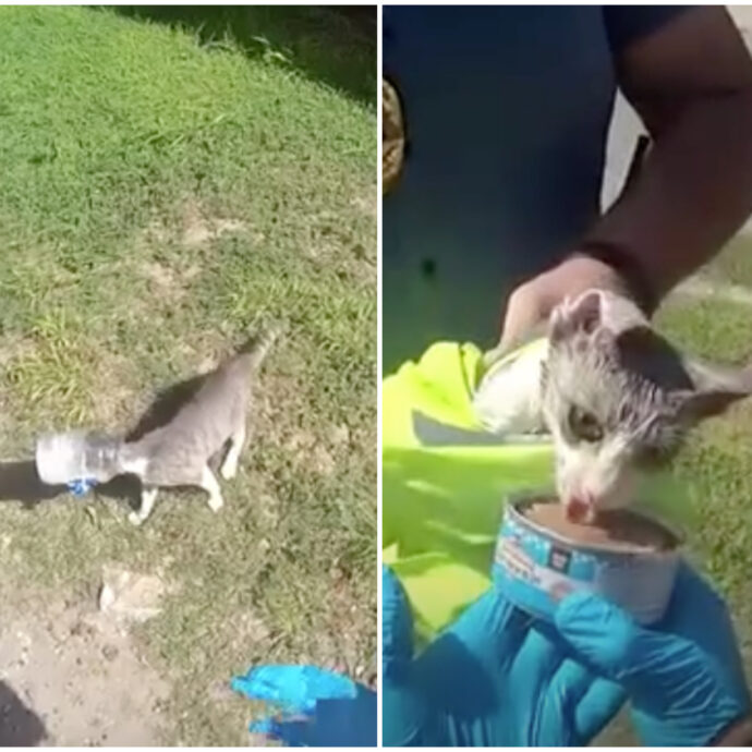 Gattino disperato rimane con la testa incastrata in un barattolo, la polizia corre a salvarlo