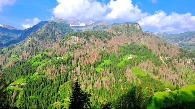 Bosco con bostrico nell'area di Pieve di Livinallongo (Belluno)