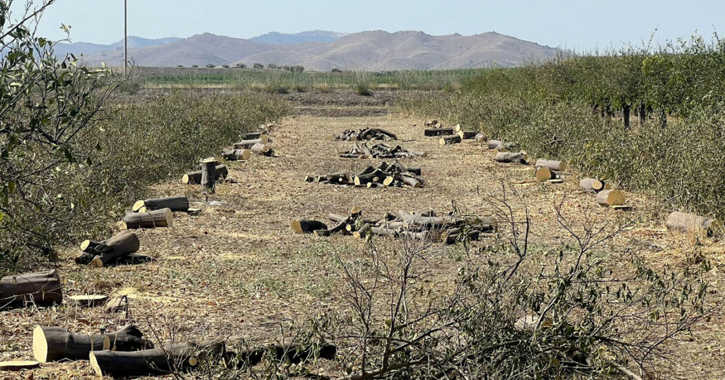 Sicilia tra arance “smagrite”, frutteti tagliati e vendemmia dimezzata: così l’alternanza di siccità ed eventi estremi sta mettendo in ginocchio l’agricoltura