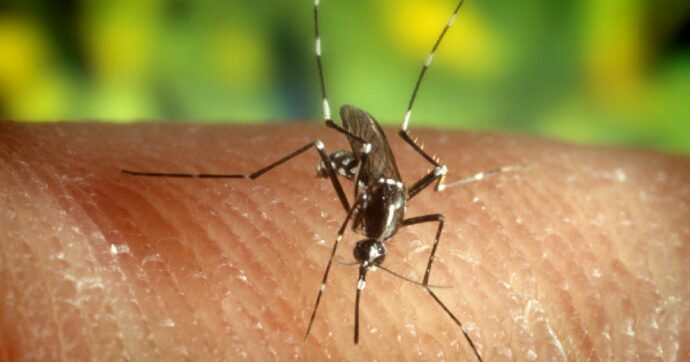 Virus West Nile, cinque ricoveri nel Modenese