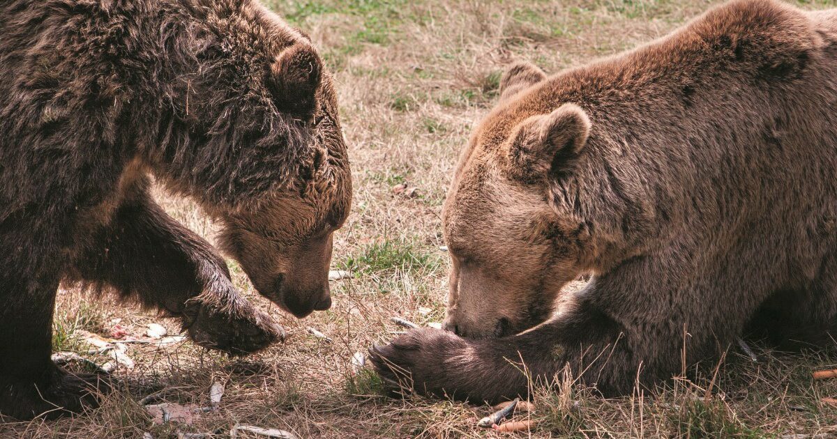 Transilvania, i Dracula degli orsi