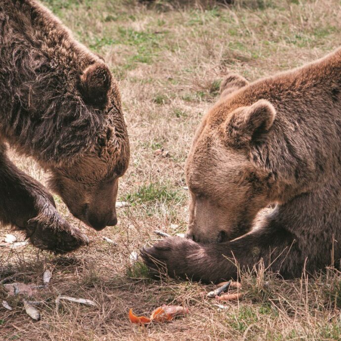 Transilvania, i Dracula degli orsi