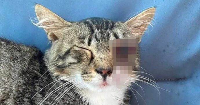 Copertina di Gattino di 7 mesi viene trafitto da un bullone e perde l’occhio sinistro: “Nemmeno il veterinario aveva mai visto una cosa del genere”