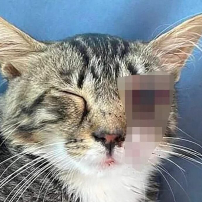 Donna lancia due gattini dal finestrino della sua auto, mentre era in corsa sull’autostrada. Denunciata per abbandono e atti di crudeltà contro gli animali