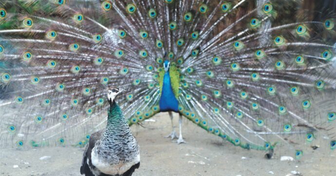 India, youtuber cucina un pavone: arrestato