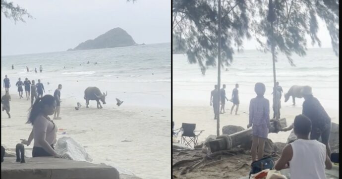 Copertina di Bufalo in fuga scatena il panico sulla spiaggia da sogno della Thailandia: le immagini della carica riprese dai bagnanti