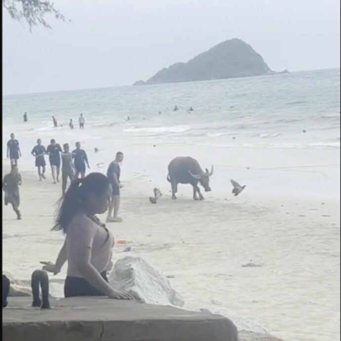 Bufalo in fuga scatena il panico sulla spiaggia da sogno della Thailandia: le immagini della carica riprese dai bagnanti