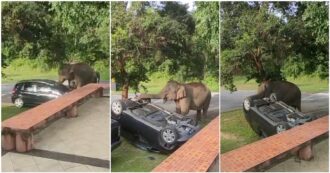 Copertina di Elefante attacca l’auto dei turisti e la ribalta con la proboscide: “Stavano cucinando di nascosto” – VIDEO