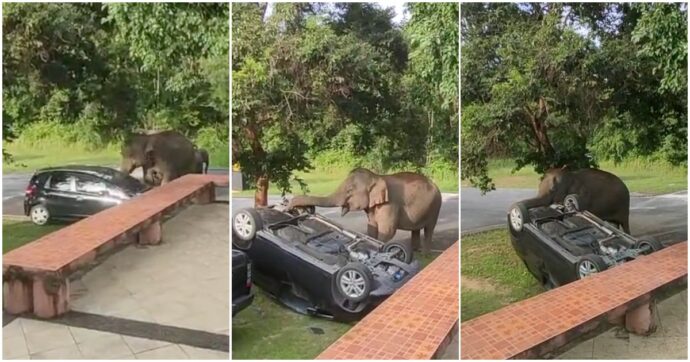 Copertina di Elefante attacca l’auto dei turisti e la ribalta con la proboscide: “Stavano cucinando di nascosto” – VIDEO