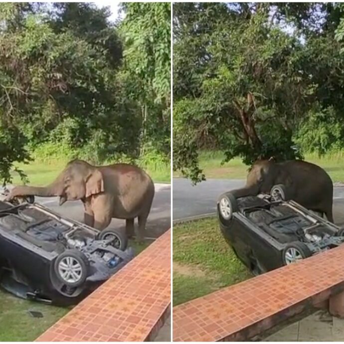 Elefante attacca l’auto dei turisti e la ribalta con la proboscide: “Stavano cucinando di nascosto” – VIDEO