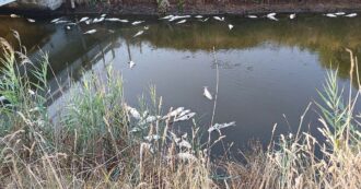 Copertina di Dopo Orbetello, Capalbio. Moria di pesci nella laguna salmastra costiera del lago di Burano. Il Comune: “Proporzioni preoccupanti”