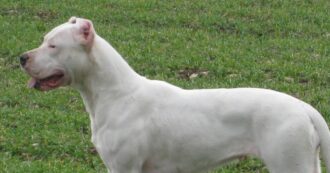 Copertina di Roma, donna azzannata in casa da un Dogo argentino mentre cerca di difendere il marito