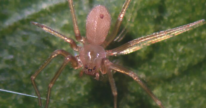 Morso dal ragno violino. Muore  dopo un mese