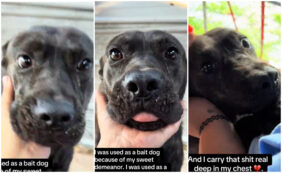 Copertina di “Era emaciato, coperto di pulci e zecche e pieno di graffi, tagli e segni”: cucciolo usato come sacco da boxe per cani da combattimento. Vivo per miracolo