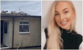 Copertina di Sente strani rumori e teme sia un ladro, poi scopre la verità: “Oh mio dio, ci sono delle pecore sul tetto”