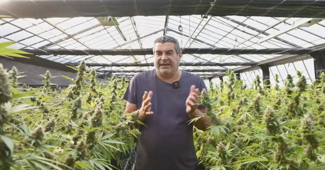 Cannabis light, la paura del coltivatore di canapa: “Il governo mi dica cosa devo fare. Così rischio di chiudere tutto”