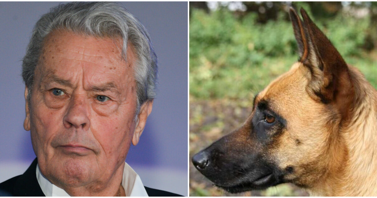 Alain Delon: “Se morirò prima del mio cane, chiederò al veterinario di abbatterlo e lasciarci andare insieme”. La famiglia ferma tutto: “Vivrà con noi”