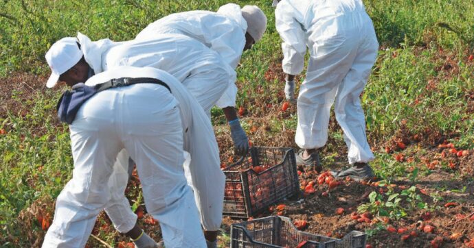 Caporalato:  oltre mille sfruttati vicino Lodi. E a Bologna un racket anche per le badanti
