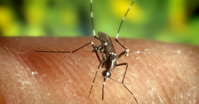West Nile, morte  due 80enni a  Parma