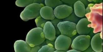 Copertina di Perché i microbi sono gli alleati dell’uomo contro il cambiamento climatico (e sterminarli può condurci all’estinzione)