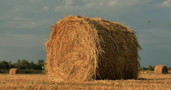 Schiacciato da una balla di fieno di 800 chili, muore a 67 anni in un’azienda agricola