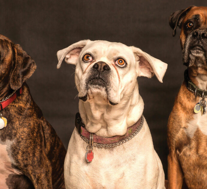 Una pillola per far vivere più a lungo il tuo cane: svolta scientifica o business sulla paura della perdita? Il caso LOY-002 divide tra speranze e dubbi etici