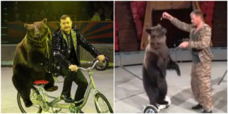 Copertina di Domatore aggredito ferocemente dal suo orso durante uno spettacolo, mantiene la calma e riesce a salvarsi dall’attacco. Ecco cosa è successo