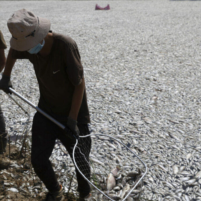 Oltre 100 tonnellate di pesci morti sono state raccolte in Grecia: una strage che si estende per chilometri “per colpa del cambiamento climatico”