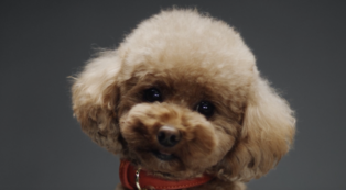 Copertina di Anche i cani ora fanno la skincare: dal profumo Dolce & Gabbana che costa 99 euro alla pomata arricchita di lavanda