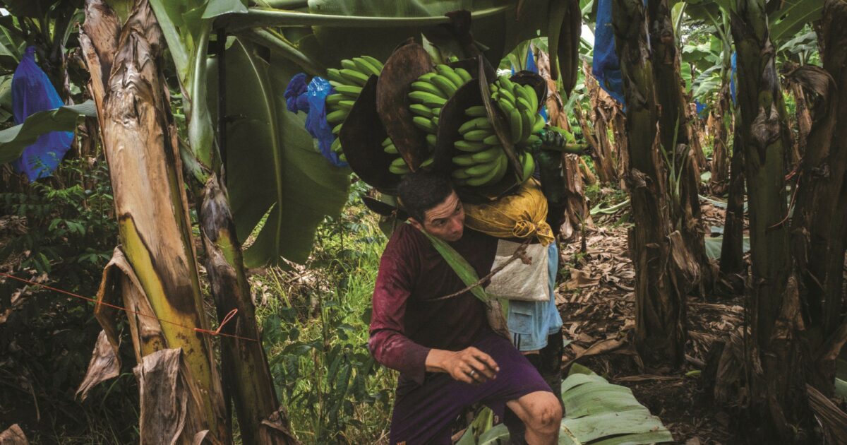 Europa-costa rica-europa,  il triangolo delle banane