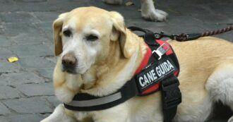 Copertina di Fiumicino, tassista rifiuta due persone non vedenti: “Il cane guida non sale”. Multato