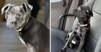 Copertina di Si chiama Chilbrador ed è un incrocio tra Labrador e Chihuahua: perché è meglio non farsi intenerire da questo cucciolo (che tutti vogliono)