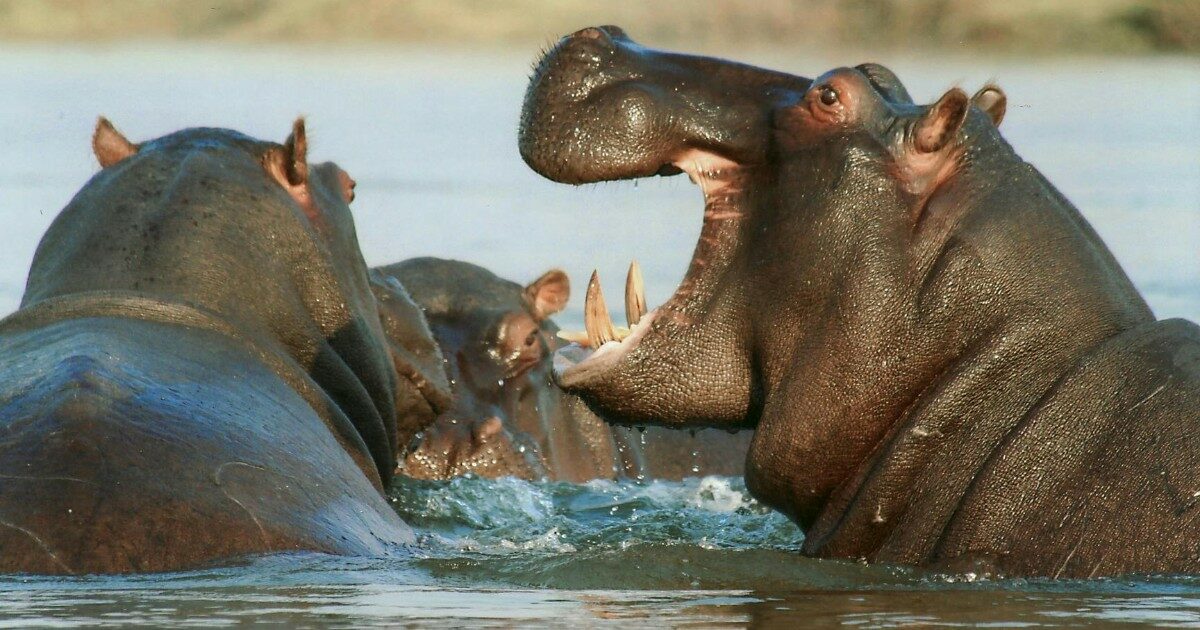 “Sono più di 200 e si riproducono fuori controllo, è in pericolo l’ecosistema”: la Colombia pronta ad abbattere gli ippopotami di Pablo Escobar