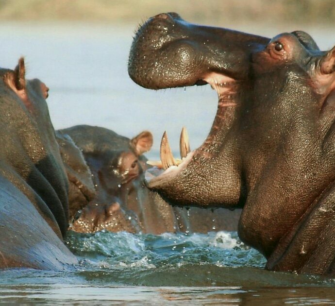 “Sono più di 200 e si riproducono fuori controllo, è in pericolo l’ecosistema”: la Colombia pronta ad abbattere gli ippopotami di Pablo Escobar