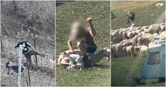 Copertina di Botte ad agnelli e pecore, i pm di Trento chiedono l’archiviazione: “Eventi accidentali”. La Lav diffonde foto e video: “Ci opporremo”