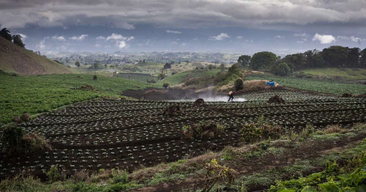 I pesticidi in Europa? Proibiti a metà