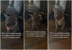 Copertina di “Compra un cucciolo di cane online ma scopre che è una iena”: l’incredibile storia di Gabriela fa il giro del web, ma è una bufala