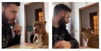 Copertina di “Ti sei comportata molto male in questi giorni. Chiamerò il canile”: la finta telefonata e la reazione della cagnolina. I commenti: “Vacci tu pirla!”, “Più intelligente lei di tanti utenti”