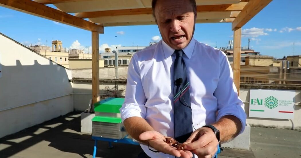 Lollobrigida “piange” le api morte al ministero dell’Agricoltura: “È avvenuta una strage per colpa della vespa orientalis” – Video