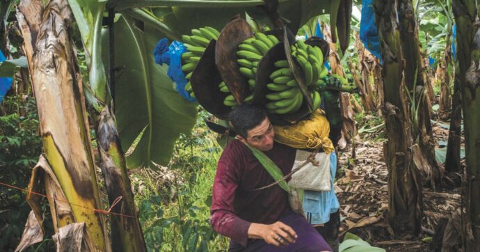 Copertina di Banane e pesticidi proibiti: il trucco Ue & big company. Il reportage su MillenniuM in edicola