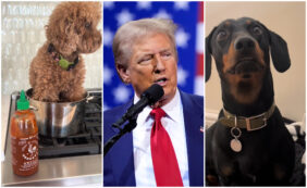 Copertina di Dal cane nel pentolino al gatto nel forno: la fake news di Donald Trump diventa virale su TikTok. Ecco i video più divertenti