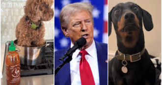 Copertina di Dal cane nel pentolino al gatto nel forno: la fake news di Donald Trump diventa virale su TikTok. Ecco i video più divertenti