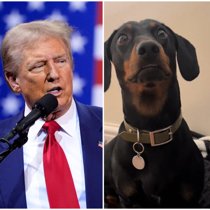 Dal cane nel pentolino al gatto nel forno: la fake news di Donald Trump diventa virale su TikTok. Ecco i video più divertenti