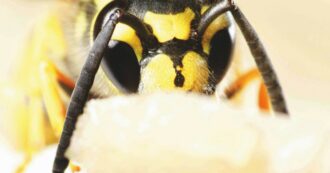 Copertina di Emergenza vespe al  ministero dei Trasporti,   doppia disinfestazione per 4 uffici inagibili