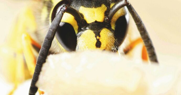 Emergenza vespe al  ministero dei Trasporti,   doppia disinfestazione per 4 uffici inagibili