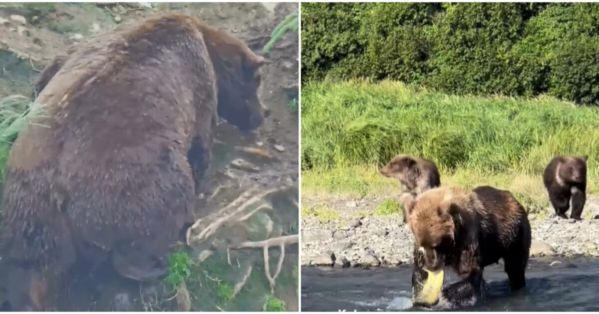 “Ha mangiato 45 salmoni in 10 ore, sono 135mila calorie in un giorno. È una prova del suo duro lavoro”: l’incredibile storia dell’orso bruno Chunk