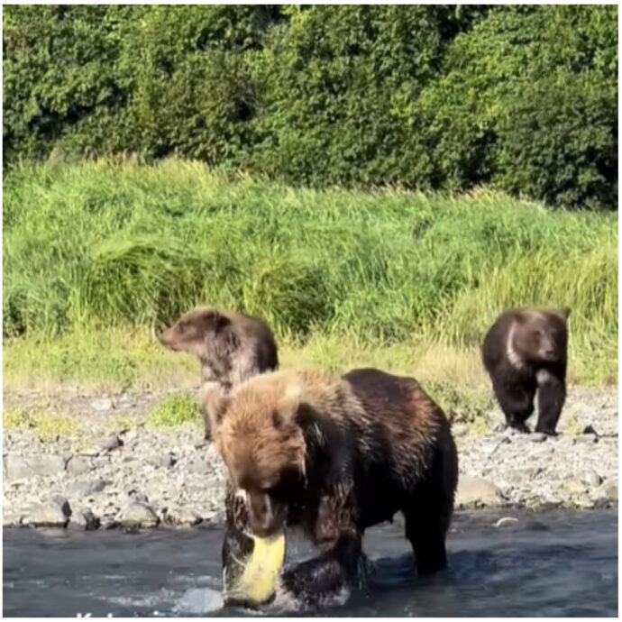 “Ha mangiato 45 salmoni in 10 ore, sono 135mila calorie in un giorno. È una prova del suo duro lavoro”: l’incredibile storia dell’orso bruno Chunk