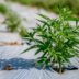 Copertina di La cannabis light e lo studio Usa sui danni al fegato: “Alterazioni nel 5% dei partecipanti”