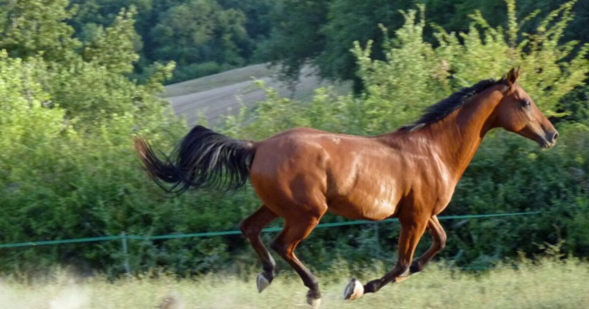 Cavalli spaventati da un cane precipitano in un burrone: 18 animali morti