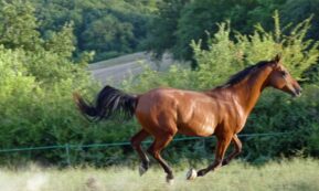 Copertina di Ragazza 24enne muore cadendo da cavallo nell’azienda in cui lavorava